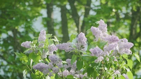 Syringas with Oak Bokeh Stock Footage 248901378
