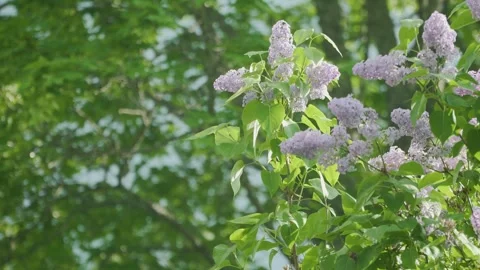 Syringas with Oak Bokeh Stock Footage 248901379