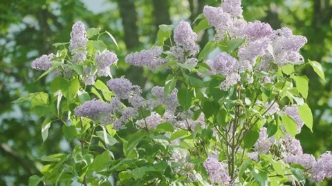 Syringas with Oak Bokeh Stock Footage 248901380