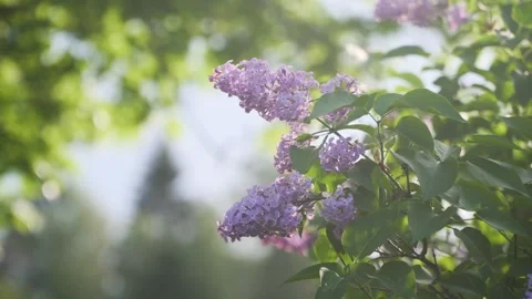 Syringas with Oak Bokeh Stock Footage 248901385