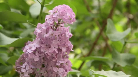 Syringe in the garden Stock Footage 23738598