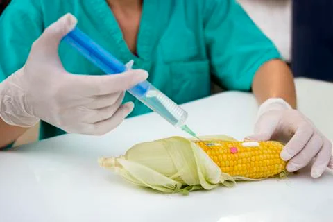 Syringe with GMO material Stock Photos