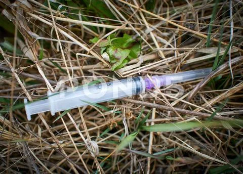 Syringe thrown addict in the middle of the forest Stock Photos
