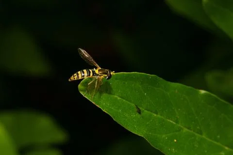 Syrphid fly exploring green leaf in natural habitat 库存照片