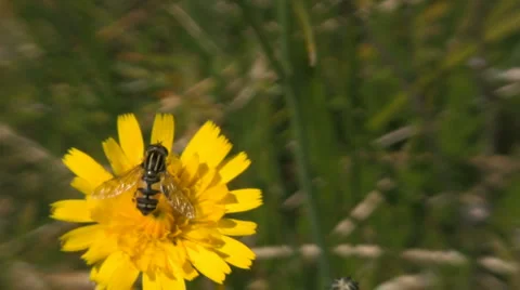 Syrphid fly on flower Video stock 886347