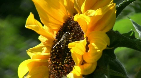 Syrphid on a sunflower Stock Footage 492286