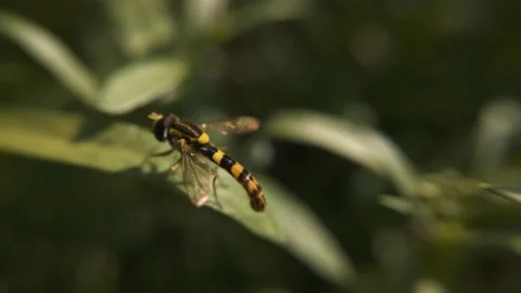 The syrphidae macro sits on a leaf Stock Footage 136581281