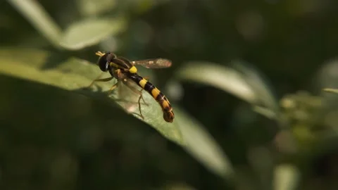 The syrphidae macro sits on a leaf Stock Footage 136581287