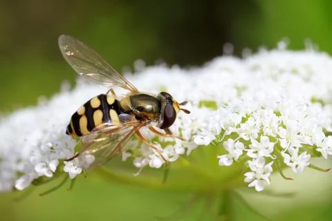 Syrphidae Foto stock