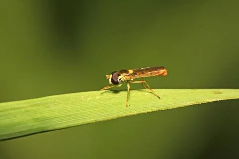 Syrphidae Stock Photos