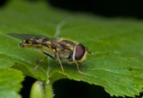 Syrphus torvus Stock-Fotos
