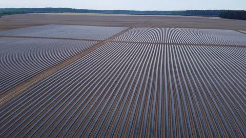 System of drip irrigation of fields Video stock 274719419