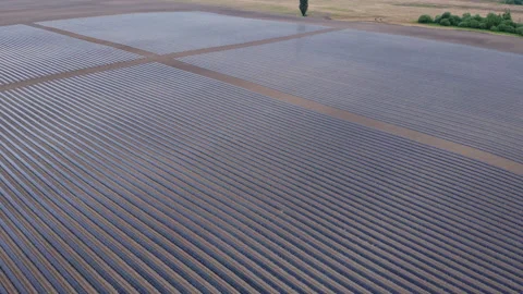 System of drip irrigation of fields Video stock 274727986