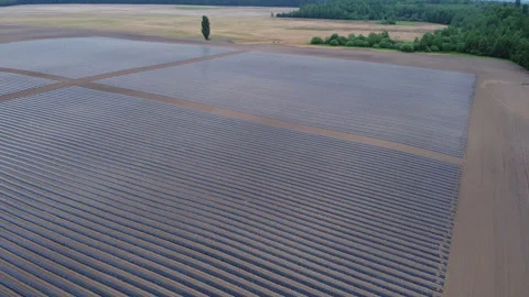 System of drip irrigation of fields Video stock 274732110