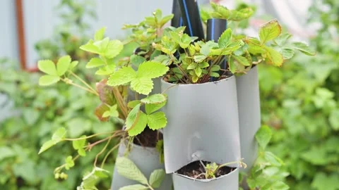 A system for growing strawberries in a vertical garden setup using containers. Видео 344669932