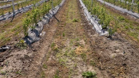 System of the intensive gardens in the spring Stock Footage 94932894