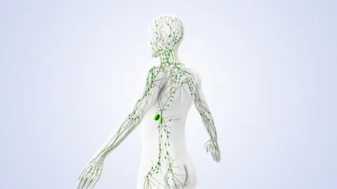 System of Lymph Nodes and Fluid Circulat... | Stock Video | Pond5