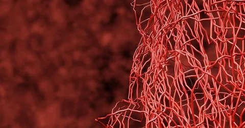 System many small capillaries branch out of the large blood. 스톡 사진