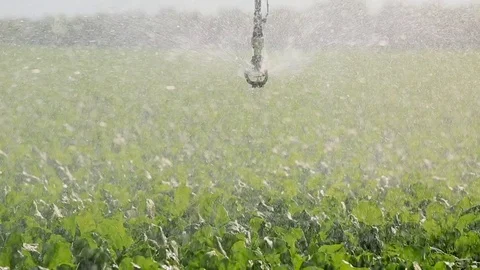 System sprinkler irrigation, closeup Stock Footage 77621139
