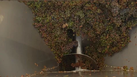 A system for squeezing grape juice for wine. Harvesting berries for winemaking. 스톡 동영상 221001467