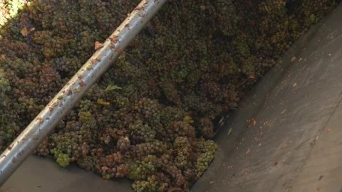 A system for squeezing grape juice for wine. Harvesting berries for winemaking. Stock Footage 221001486