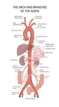 Systemic Arteries. Structure of the Aorta. Functions of the Aorta Stock Illustration