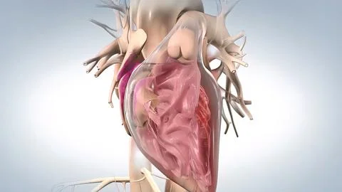 Systole causes the ejection of blood into the aorta and pulmonary trunk. Stockillustratie