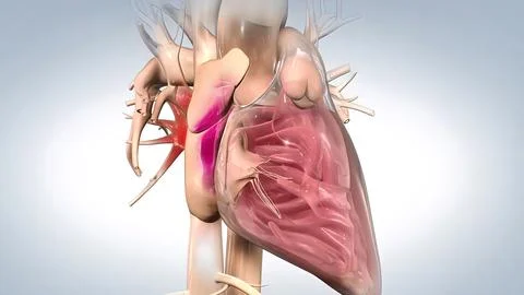 Systole causes the ejection of blood into the aorta and pulmonary trunk. Illustrazione stock