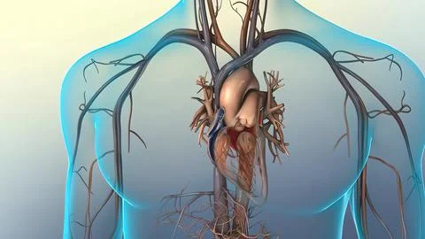 Systole causes the ejection of blood into the aorta and pulmonary trunk. Illustrazione stock