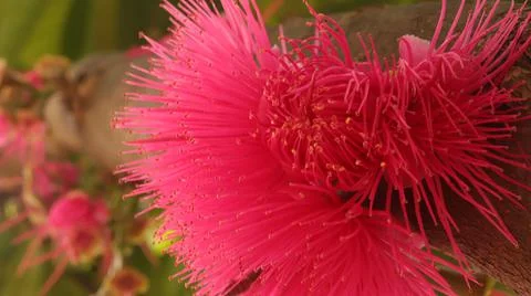 Syzygium malaccense Stock Photos