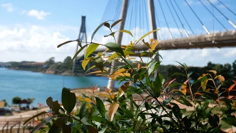 Syzygium paniculatum or also usually the Asian people call the red shoots Stock Footage 126542536