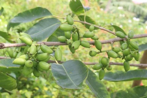 Syzygium polyanthum or Java Plum fruit plant 스톡 사진