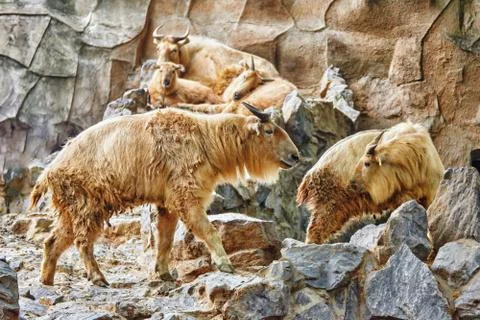 Szechwan Takin. Stock Photos