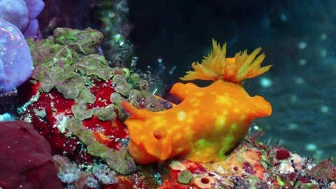 T bar nudibranch 4K Stock Footage 331276464