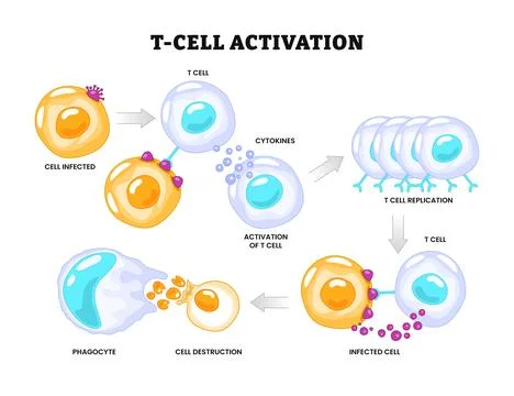 T-cell activation process diagram poster healthcare, activation of leukocyt.. Stock Illustration