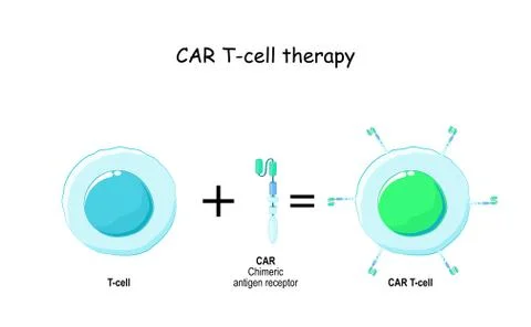 T cell and Chimeric antigen receptor (CAR). 스톡 일러스트