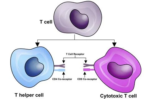 T Cell, helper T cell and cytotoxic T cell, CD Antigen Types, CD4 And CD8 Stock Illustration