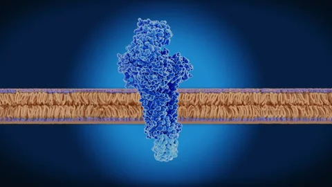 The T-cell receptor on a cell membrane Stock Footage 149622062