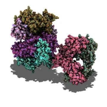 T cell receptor, molecular model Stock Illustration