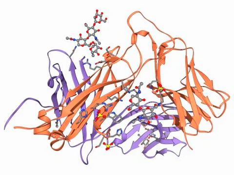 T cell receptor, molecular model Stock Illustration