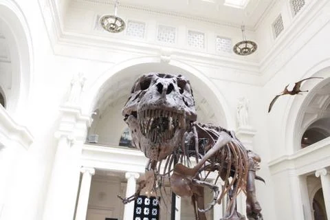 T rex in chicago fields museum Stock Photos