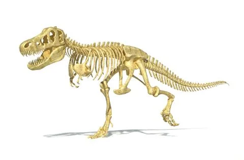 T-Rex dinosaur full skeleton, photo-realistic, scientifically correct. Perspe Stock Illustration