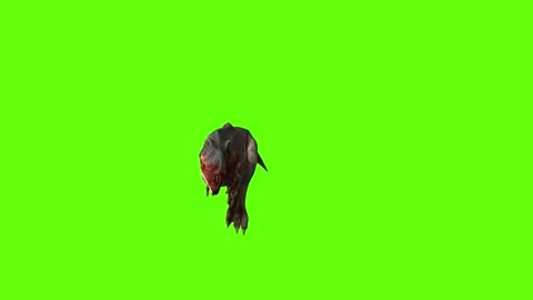 T-rex dinosaur momma chase head butt left  green screen animation 3D rendering Video stock 280433381