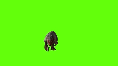 T-rex dinosaur momma chase head butt right green screen animation 3D rendering Stock Footage 280433440