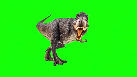 T rex dinosaur running and roaring on green screen background Stock Footage 337390601