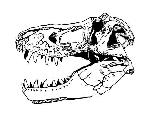 T-rex dinosaur skull Stock Illustration