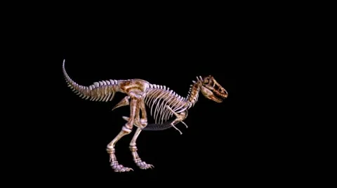 T. rex Stock Footage 12424026