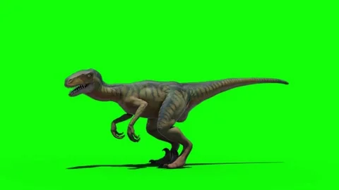 T rex Stock Footage 314908932