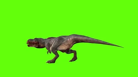 T-rex momma dinosaur run head butt right green screen animation 3D rende Stock Footage 281142247