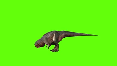 T-rex momma dinosaur turn 180 left look left green screen animation 3D  Stock Footage 281143621